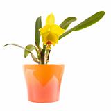 small bright yellow and red flowering cattleya orchid in bright orange pot; isolated on white;