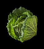 Savoy cabbage head isolated on black background