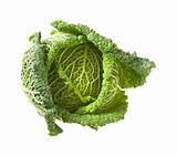 Savoy cabbage head isolated on white background;