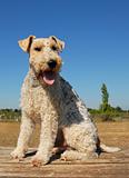 fox terrier