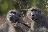 Chacma baboons engaging in mutual grooming
