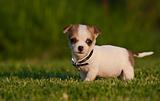 Cute little puppy on a lush green lawn