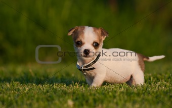 Cute little puppy on a lush green lawn