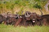A herd of Cape Buffalo lying in the African bush