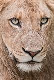 Detailed portrait of a beautiful wild male lion in Africa