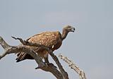 White-backed vulture on the lookout in Africa
