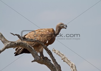 White-backed vulture on the lookout in Africa