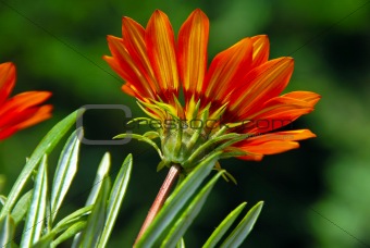 Orange flower over green