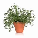 Roman Chamomile Herb Plant
