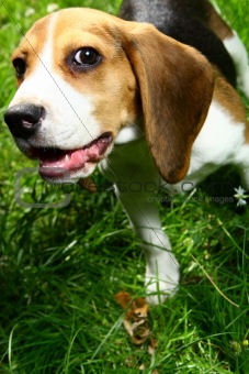 funny beagle puppy in  park