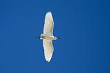 Little Egret Flying Over
