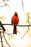 Wild Cardinal Perched On Branch
