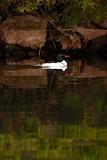 Wild Male Common Merganser Swimming By Shore