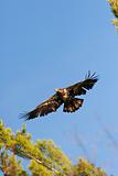 Wild Immature Bald Eagle In Flight