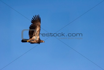 Wild Immature Bald Eagle in Flight