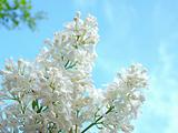 White lilac on a background of beautiful blue sky 