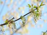 Spring sprig of maple on the background of a beautiful blue sky 