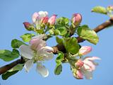 A beautiful apple blossom against the blue sky 