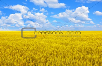 Field of gold wheat and perfect blue cloud sky