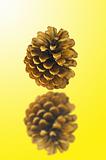 pine fir-tree cone on the yellow background
