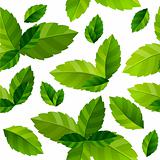Seamless background mint leaves