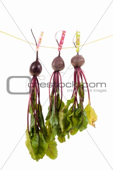 Hanging beet