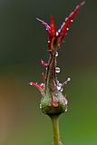 raindrops on  rose bud 2