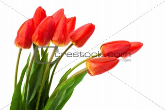 beautiful bouquet of tulips