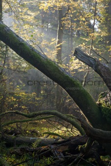Old oak tree broken and sunbeams above