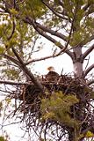 Wild Bald Eagle on Nest