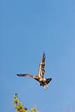 Wild Immature Bald Eagle Takeoff