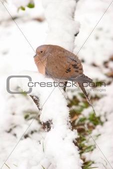 Morning Dove Enduring The Cold
