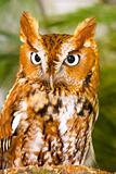 Captive Screech Owl Closeup
