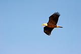 Wild Soaring Bald Eagle in Flight
