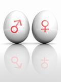 Isolated white egg with drawn Venus and Mars symbol