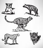 wildcats set