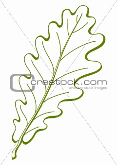 Leaf of oak tree, vector