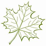 Leaf of a maple, vector
