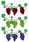 Grape and Vine illustration