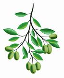 Olive Branch illustration