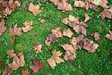 autumn leaf