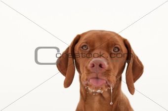 Drooling Vizsla Dog Sticking Out its Tongue