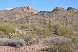 Cactus on Apache Trail