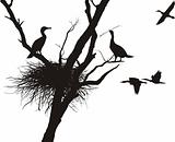 Cormorant nest