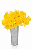 Daffodil Flower Beauty