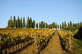 Vineyard in Chiantishire