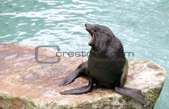 Brown Fur Seal