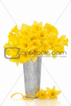 Daffodil Flower Beauty