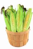 Ears of corn in a bushel. 
