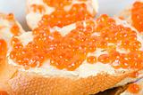 Sandwich caviar closeup